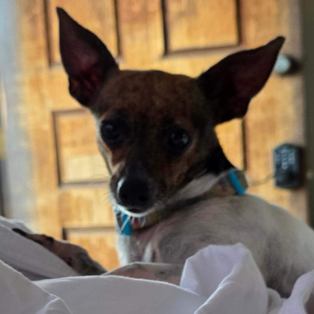 Iris, Adoptable, Young Female Chihuahua.