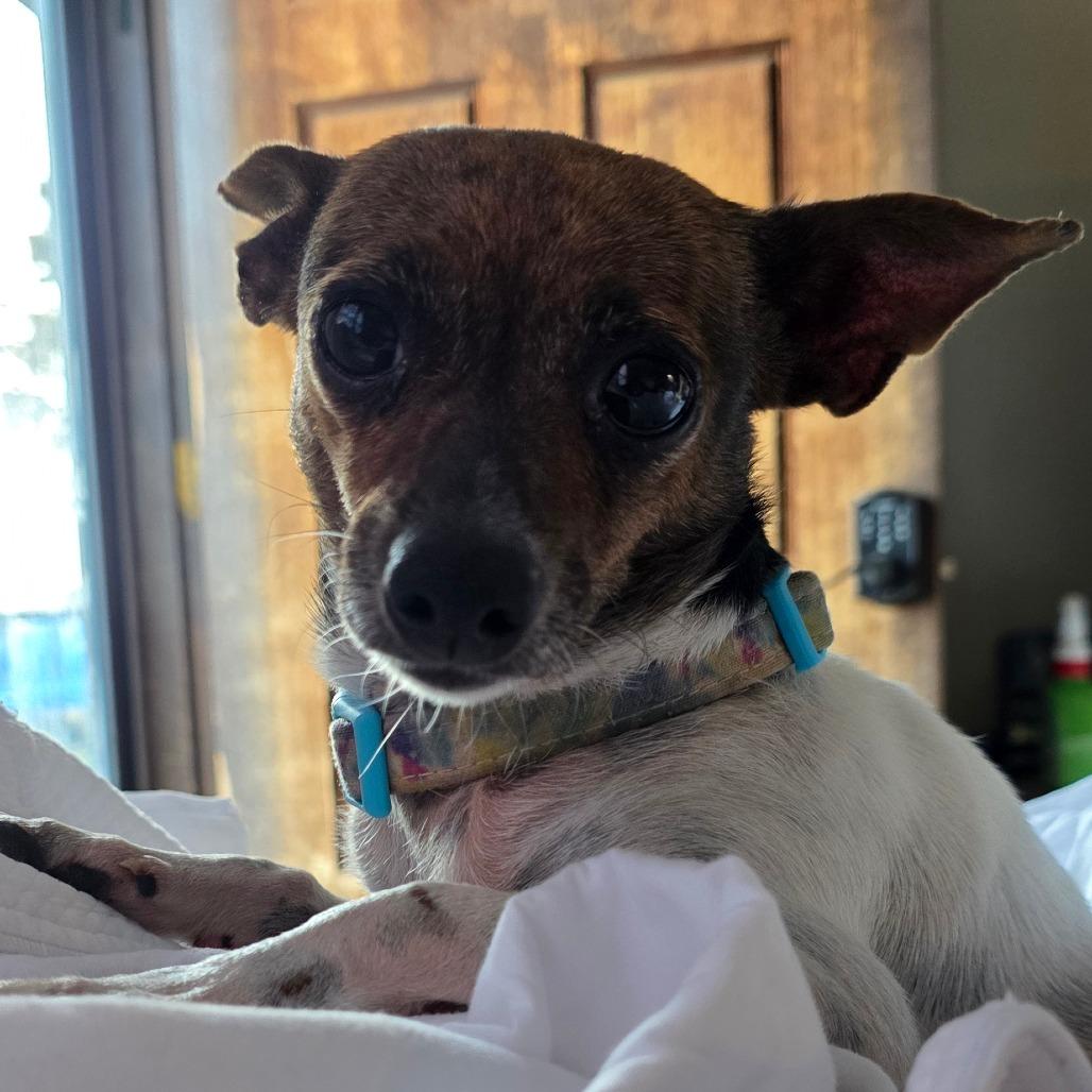 Enlarge Iris, a Adoptable Chihuahua in Goltry, OK image 2/6