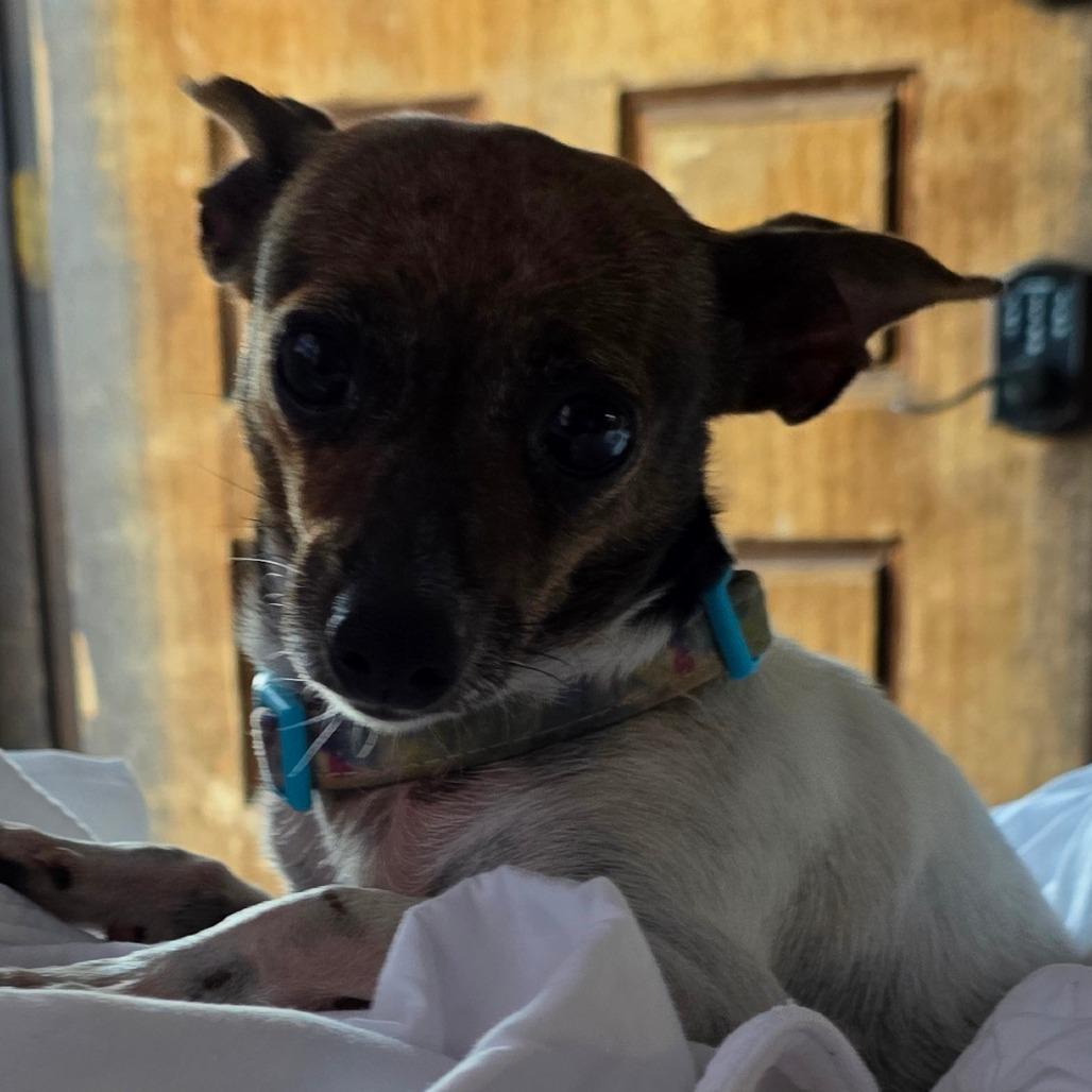 Enlarge Iris, a Adoptable Chihuahua in Goltry, OK image 4/6