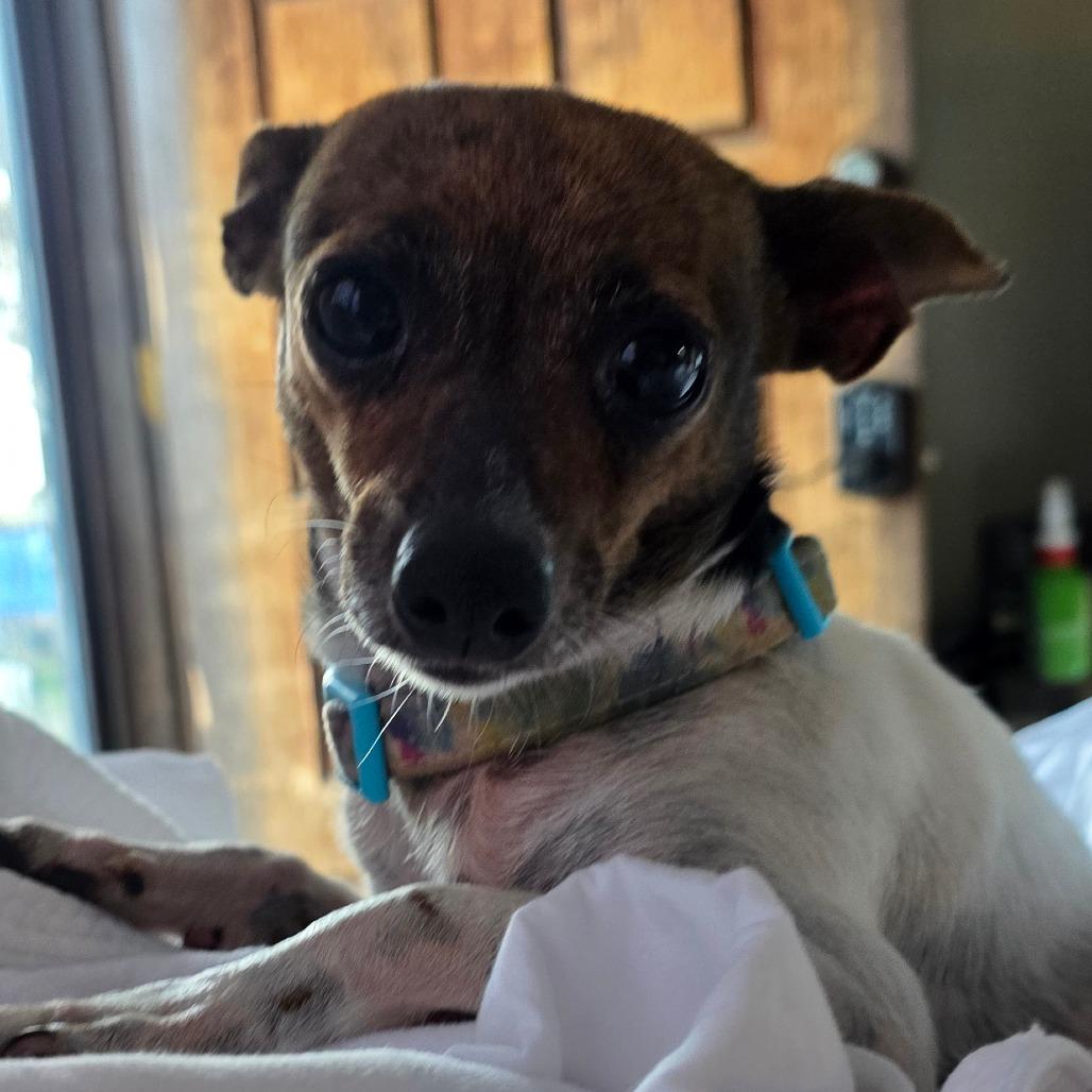 Enlarge Iris, a Adoptable Chihuahua in Goltry, OK image 5/6