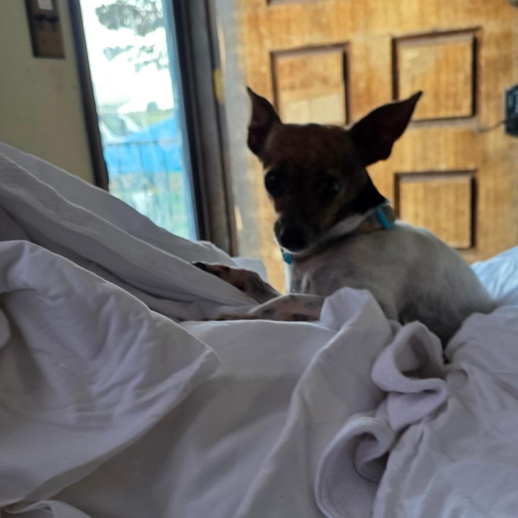 Enlarge Iris, a Adoptable Chihuahua in Goltry, OK image 6/6