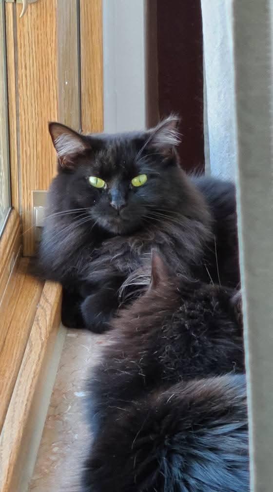 Enlarge Pepper, a Adoptable Domestic Long Hair in Carnegie, PA image 1/6