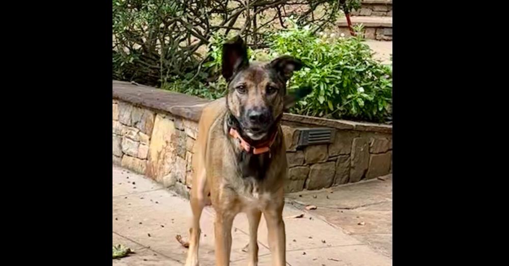 Marley, Adoptable, Adult Female German Shepherd Dog & Mixed Breed.