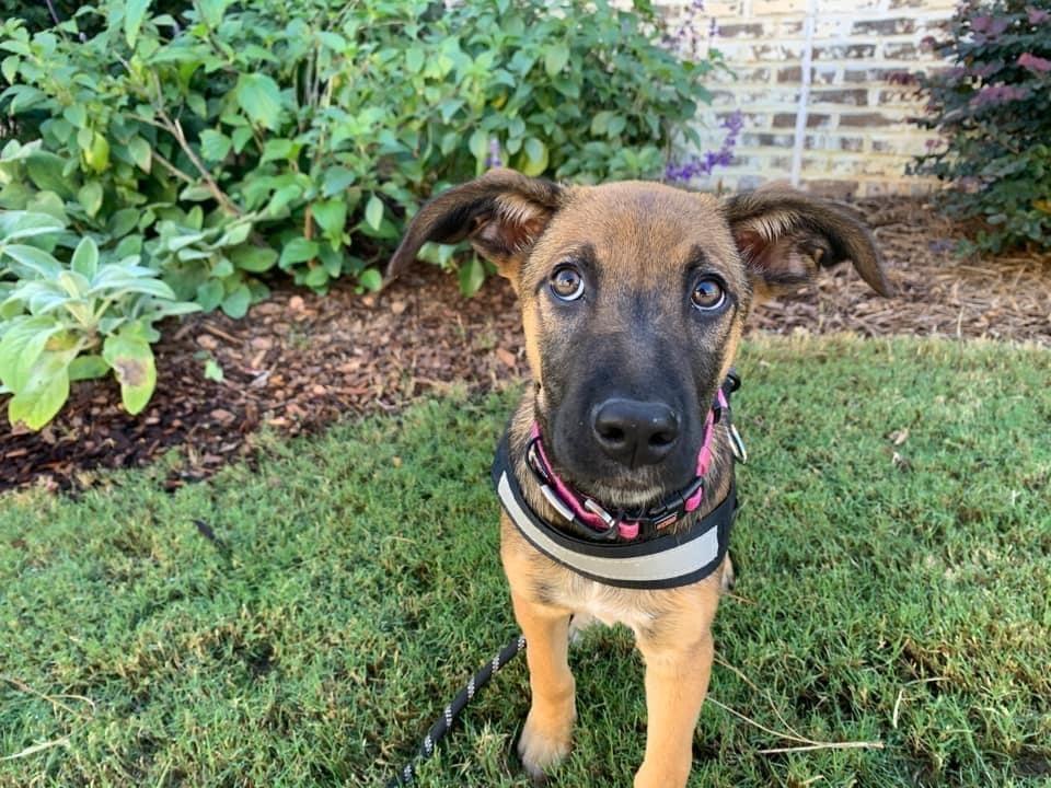 Enlarge Marley, a Adoptable mixed breed in Milton, GA image 5/6