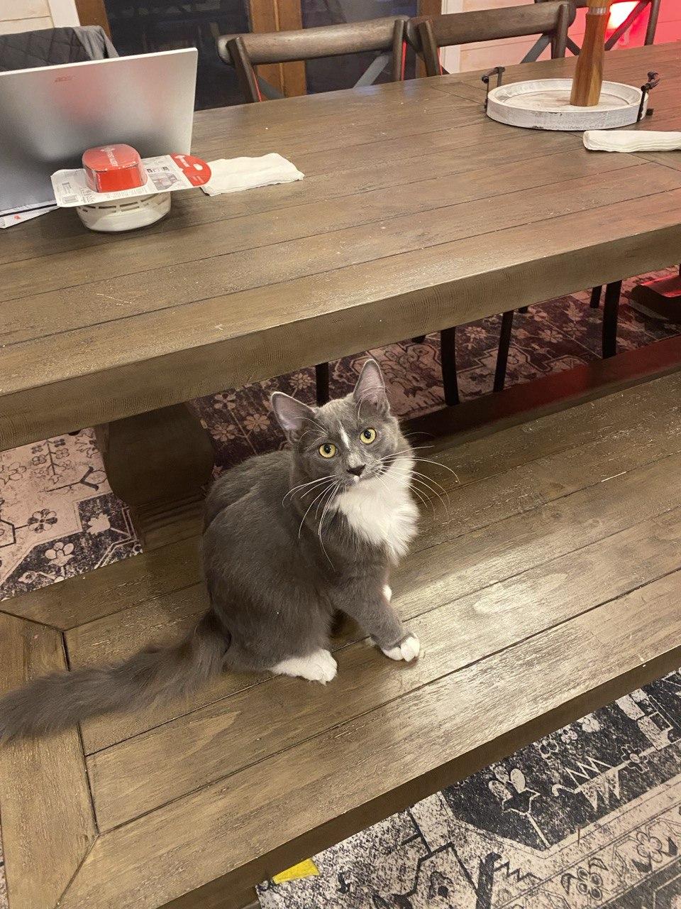 Enlarge Fluffer Puffer, an adopted Domestic Long Hair in Denver, CO image 1/3