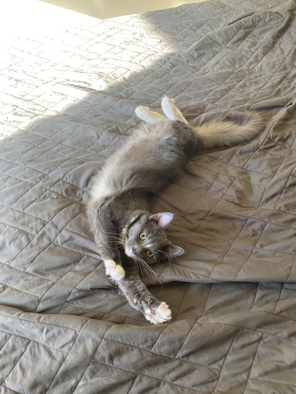 Enlarge Fluffer Puffer, an adopted Domestic Long Hair in Denver, CO image 3/3