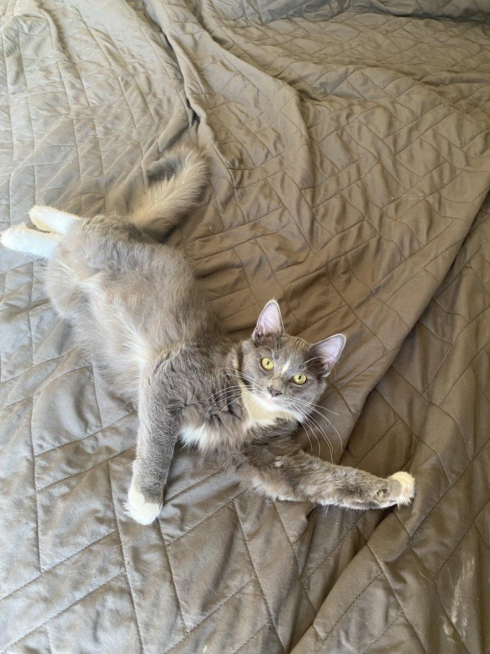 Enlarge Fluffer Puffer, an adopted Domestic Long Hair in Denver, CO image 2/3