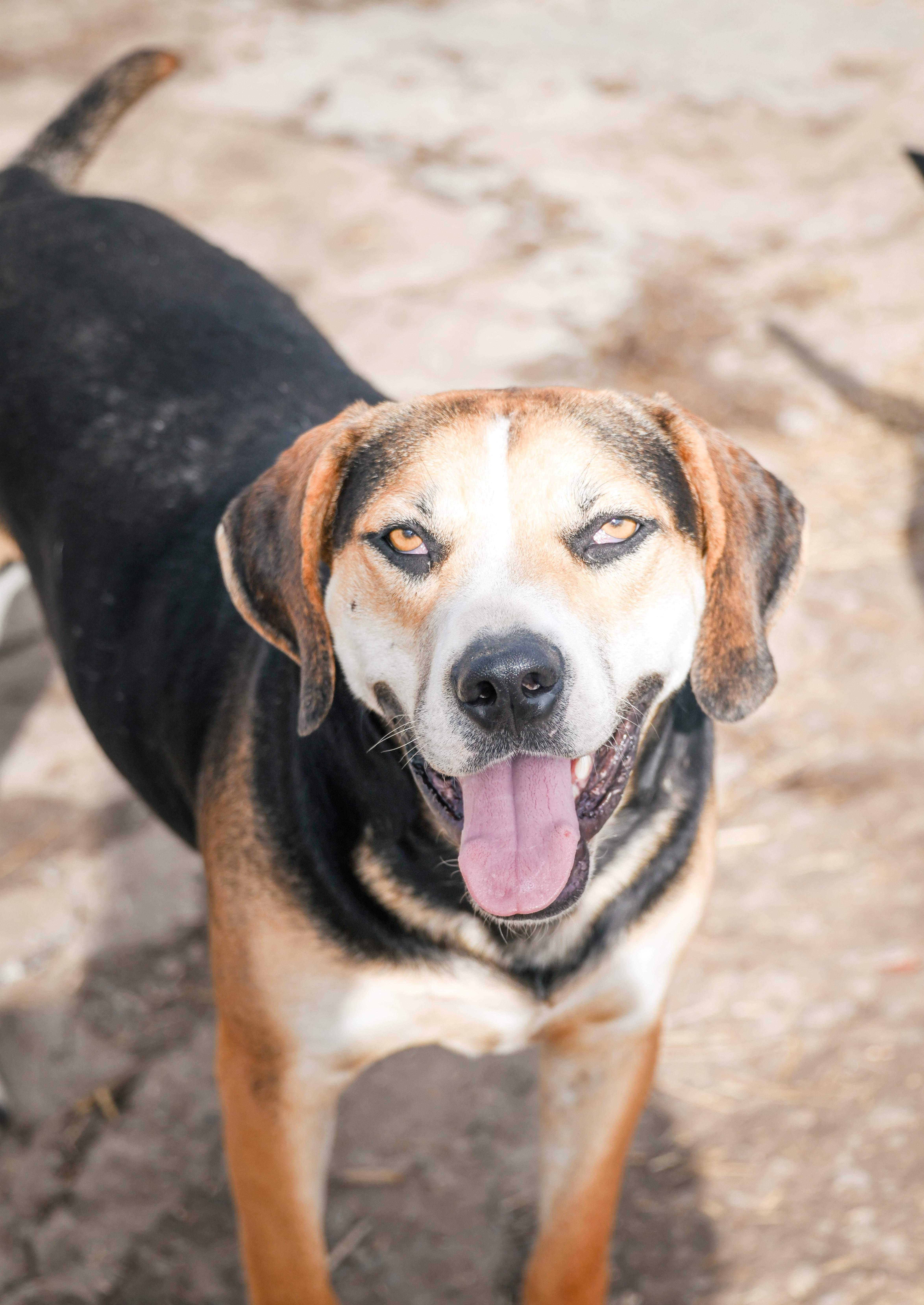 Roscoe, Adoptable, Adult Male Hound & Labrador Retriever.