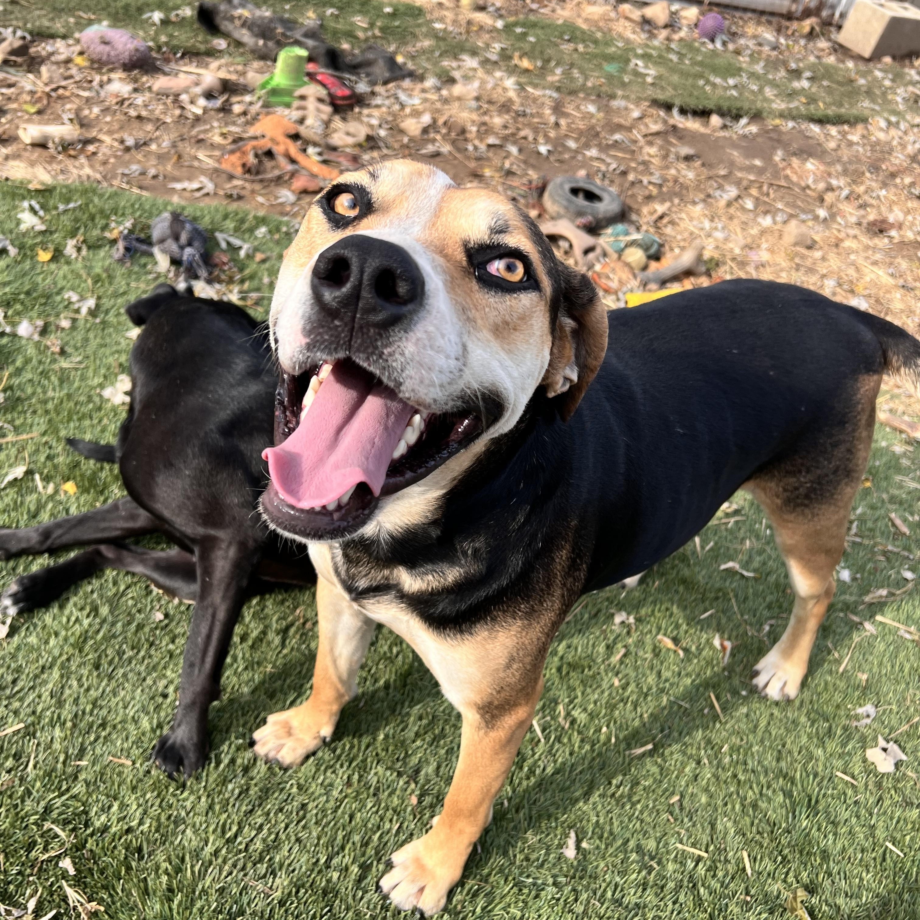 Roscoe, Adoptable, Adult Male Hound & Labrador Retriever.