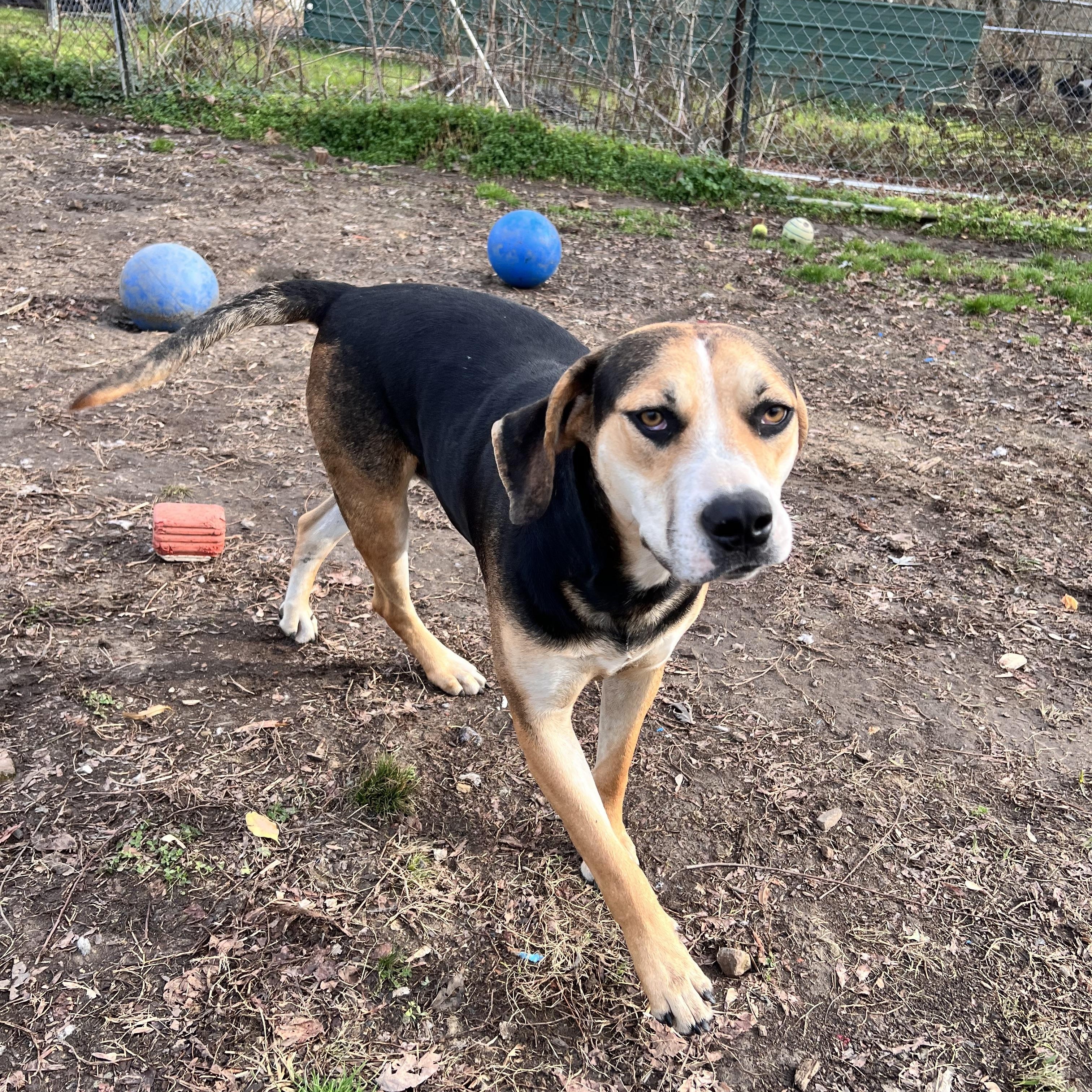 Enlarge Roscoe, a Adoptable mixed breed in Tracy City , TN image 2/3