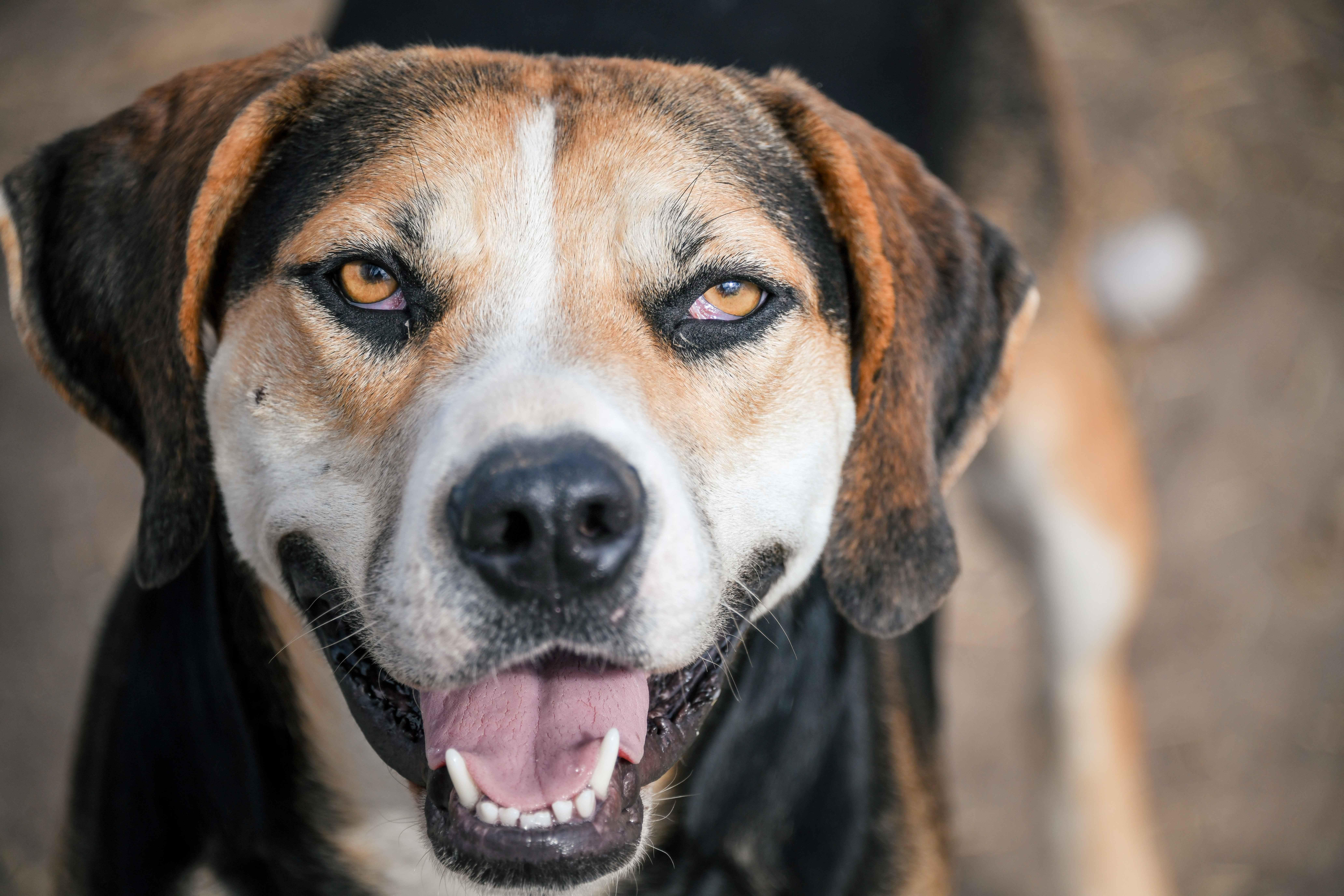 Enlarge Roscoe, a Adoptable mixed breed in Tracy City , TN image 3/3