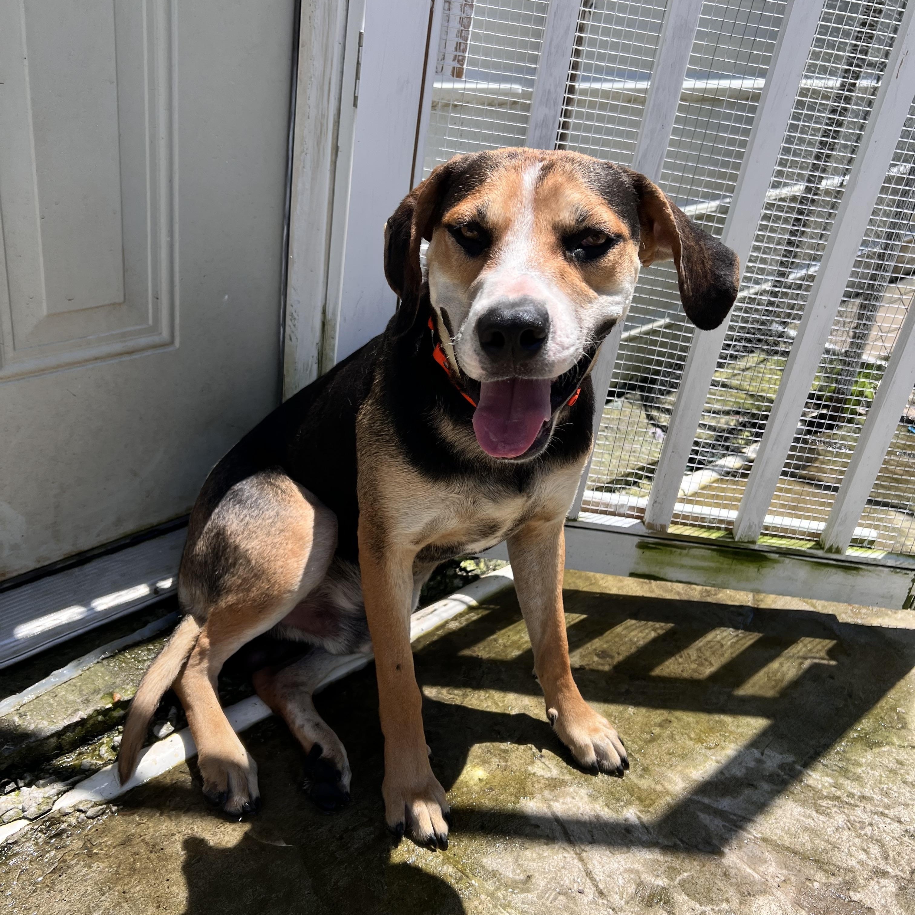 Enlarge Roscoe, a Adoptable mixed breed in Tracy City , TN image 3/3