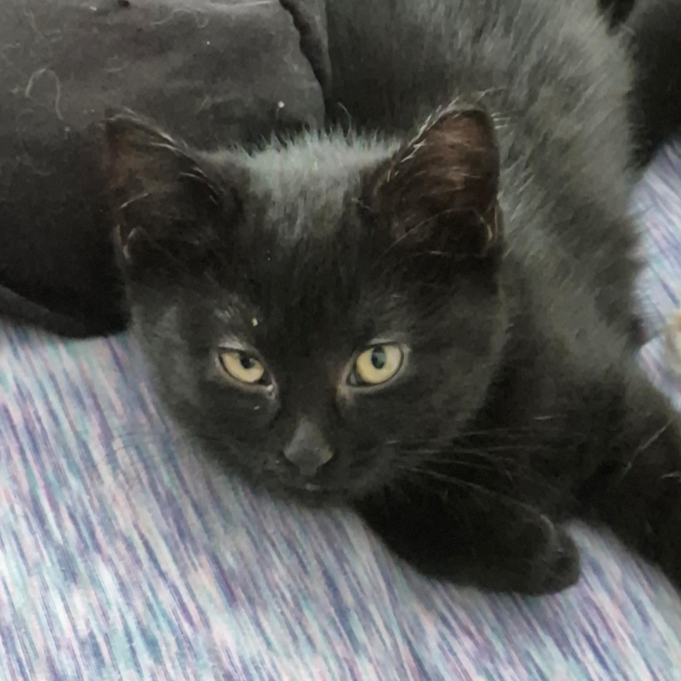 Goldie, ADOPTABLE, Kitten Female Domestic Short Hair.