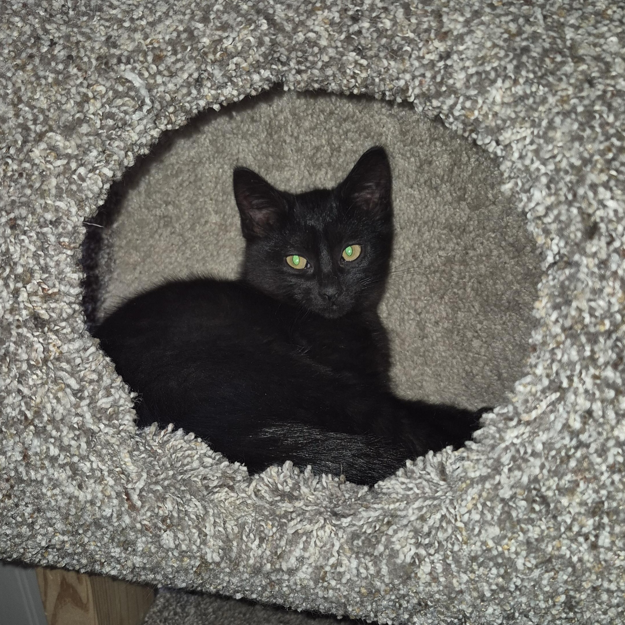 Enlarge Goldie *With Sweetie Pie*, an adopted Domestic Short Hair in Watertown, WI image 1/3