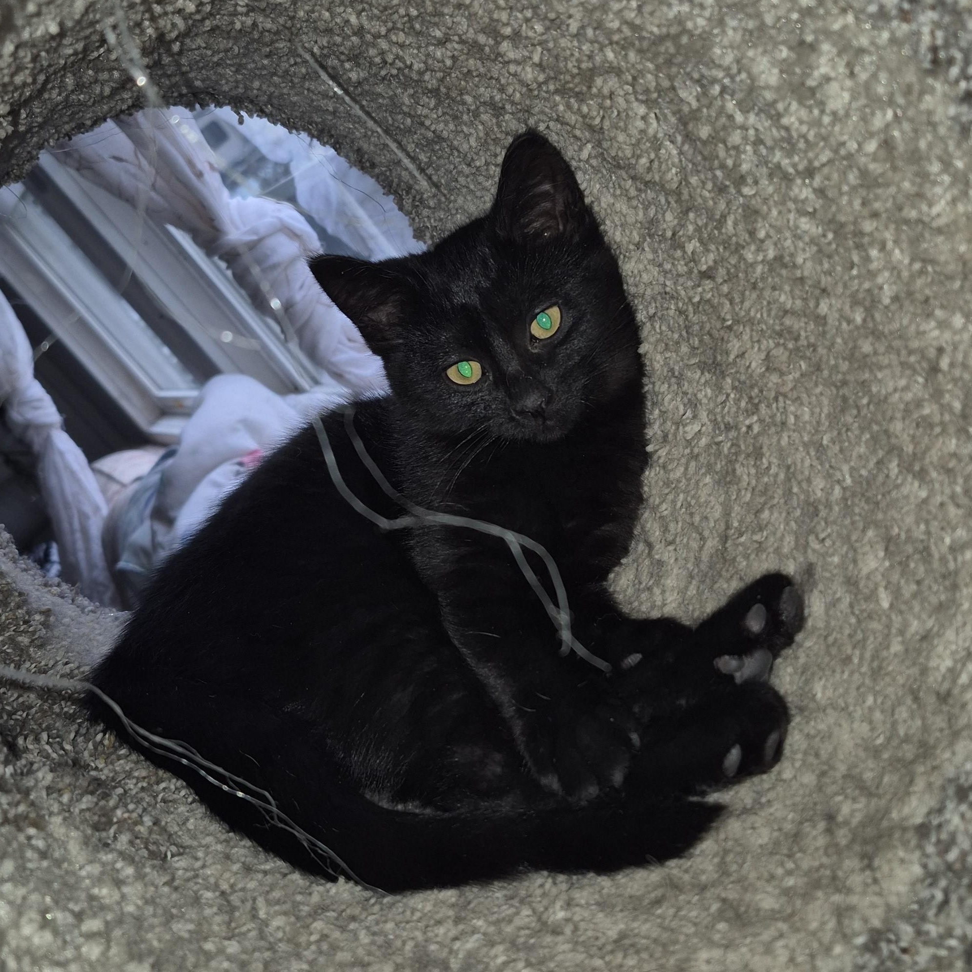 Enlarge Goldie *With Sweetie Pie*, an adopted Domestic Short Hair in Watertown, WI image 3/3