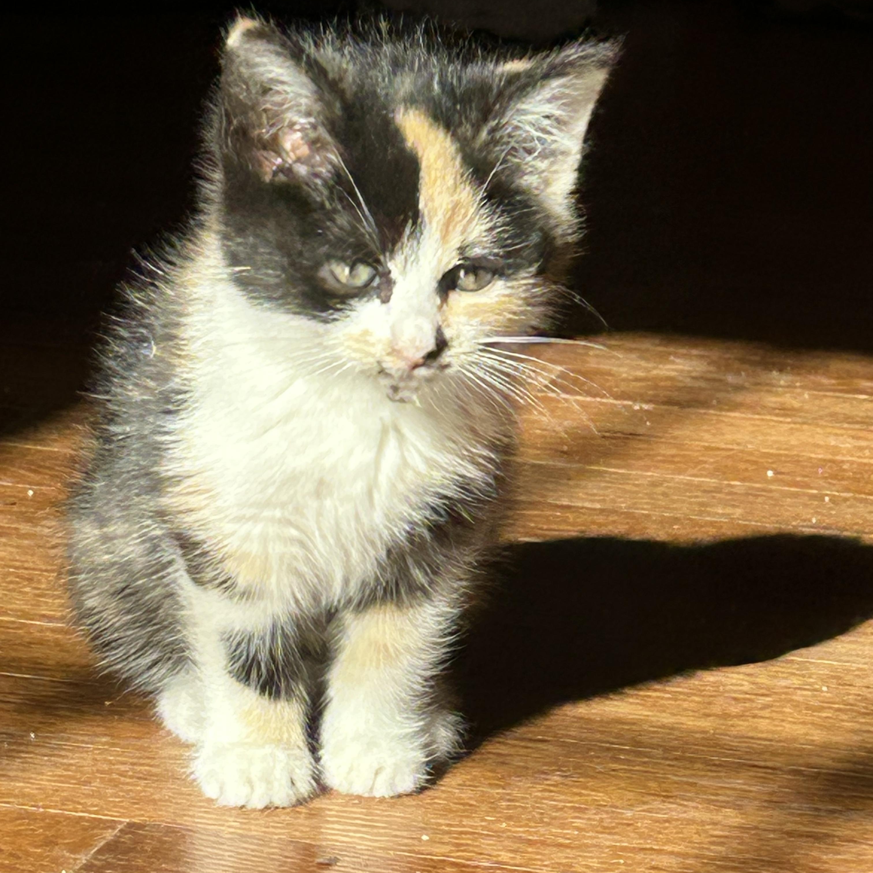 Enlarge Pixie, a Adoptable mixed breed in Potomac, MD image 2/4