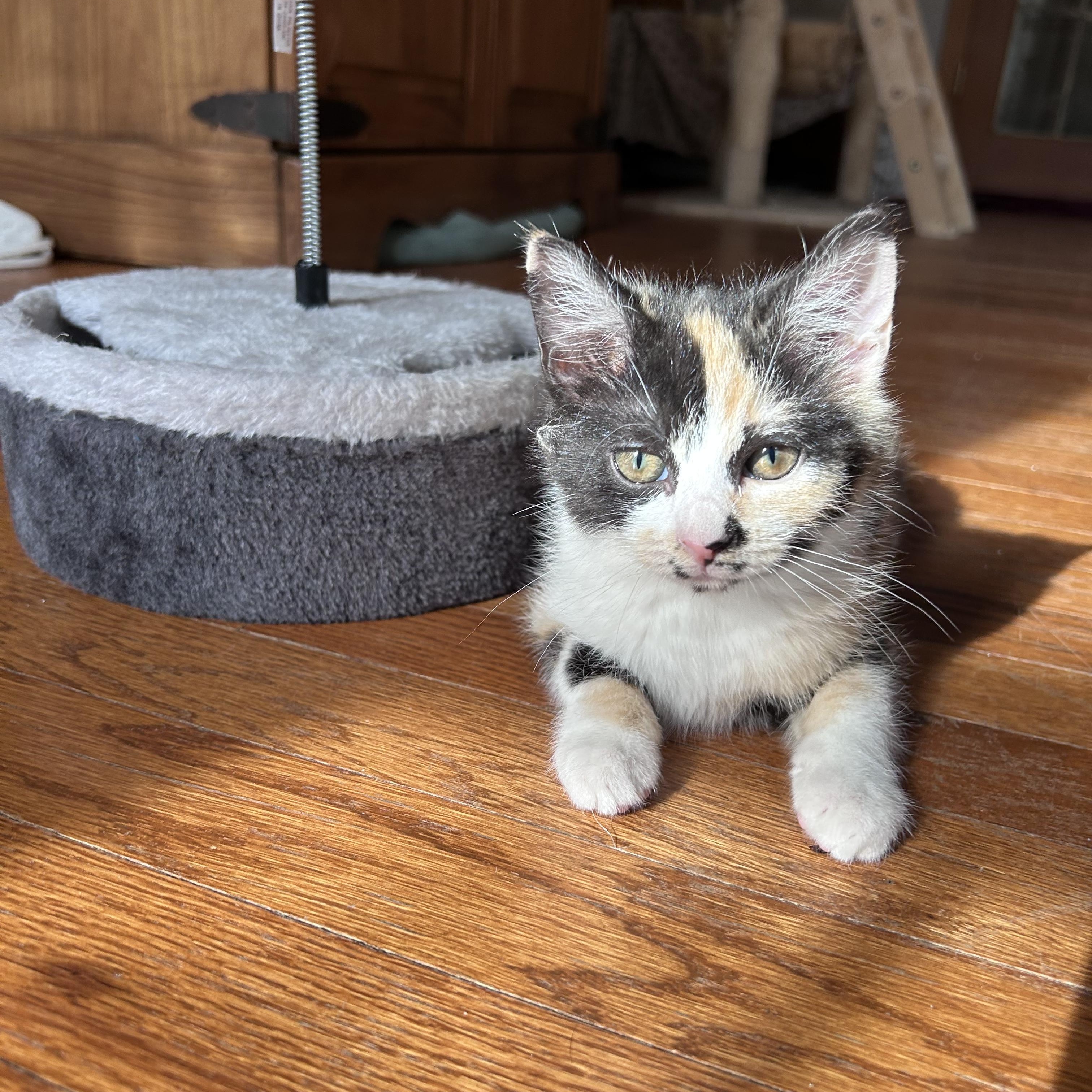 Enlarge Pixie, a Adoptable mixed breed in Potomac, MD image 1/4