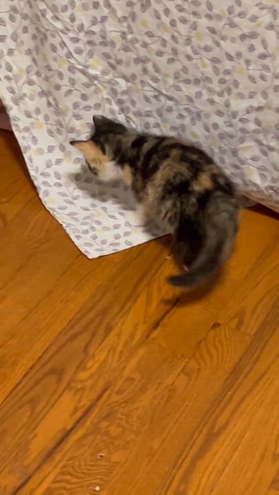 Enlarge Pixie, a Adoptable mixed breed in Potomac, MD video 3/4