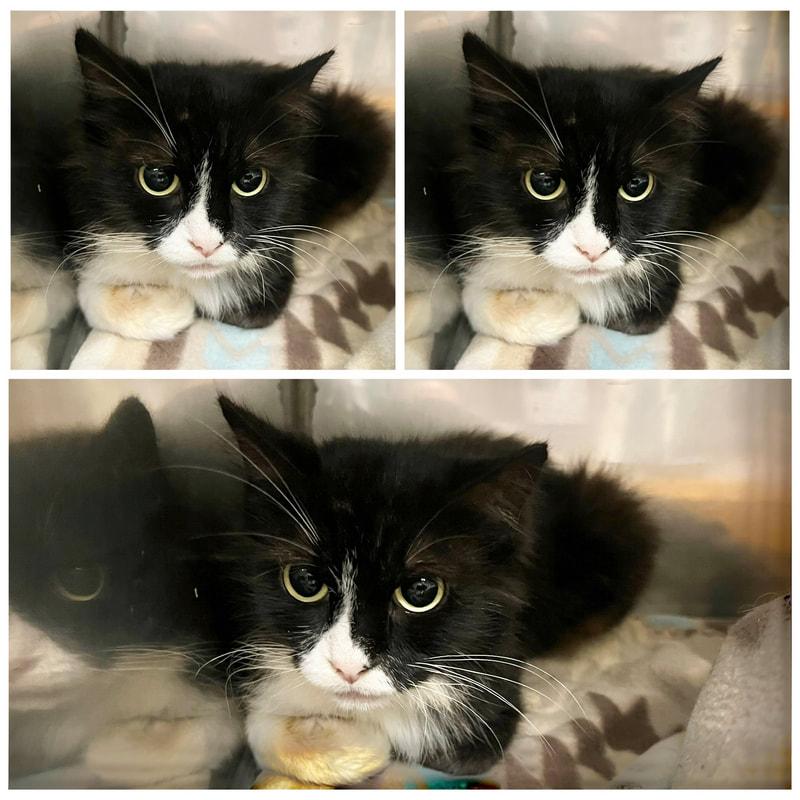 Enlarge Nina, a ADOPTABLE Domestic Medium Hair in Dublin, VA image 1/1