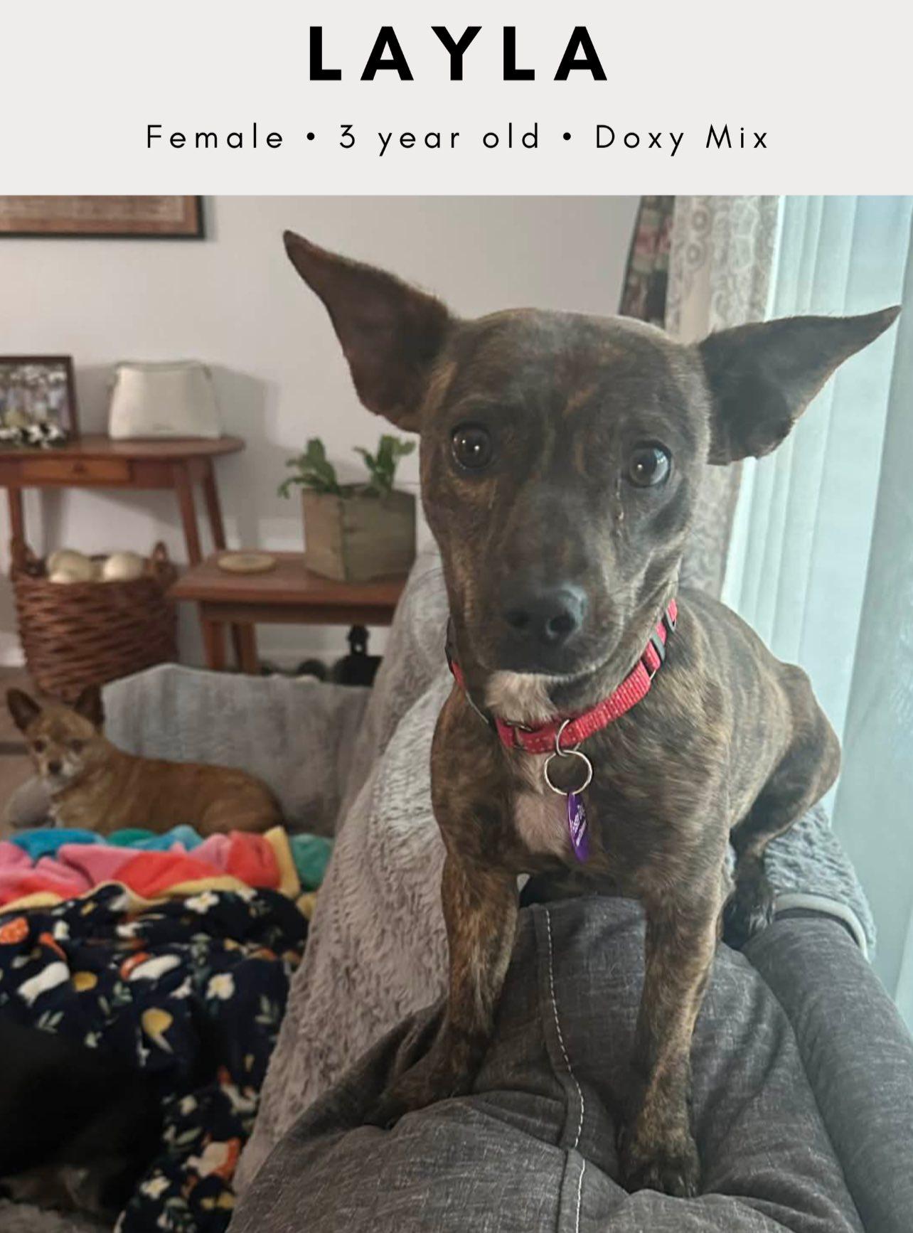 Enlarge Layla, a ADOPTABLE mixed breed in Tucson, AZ image 2/2