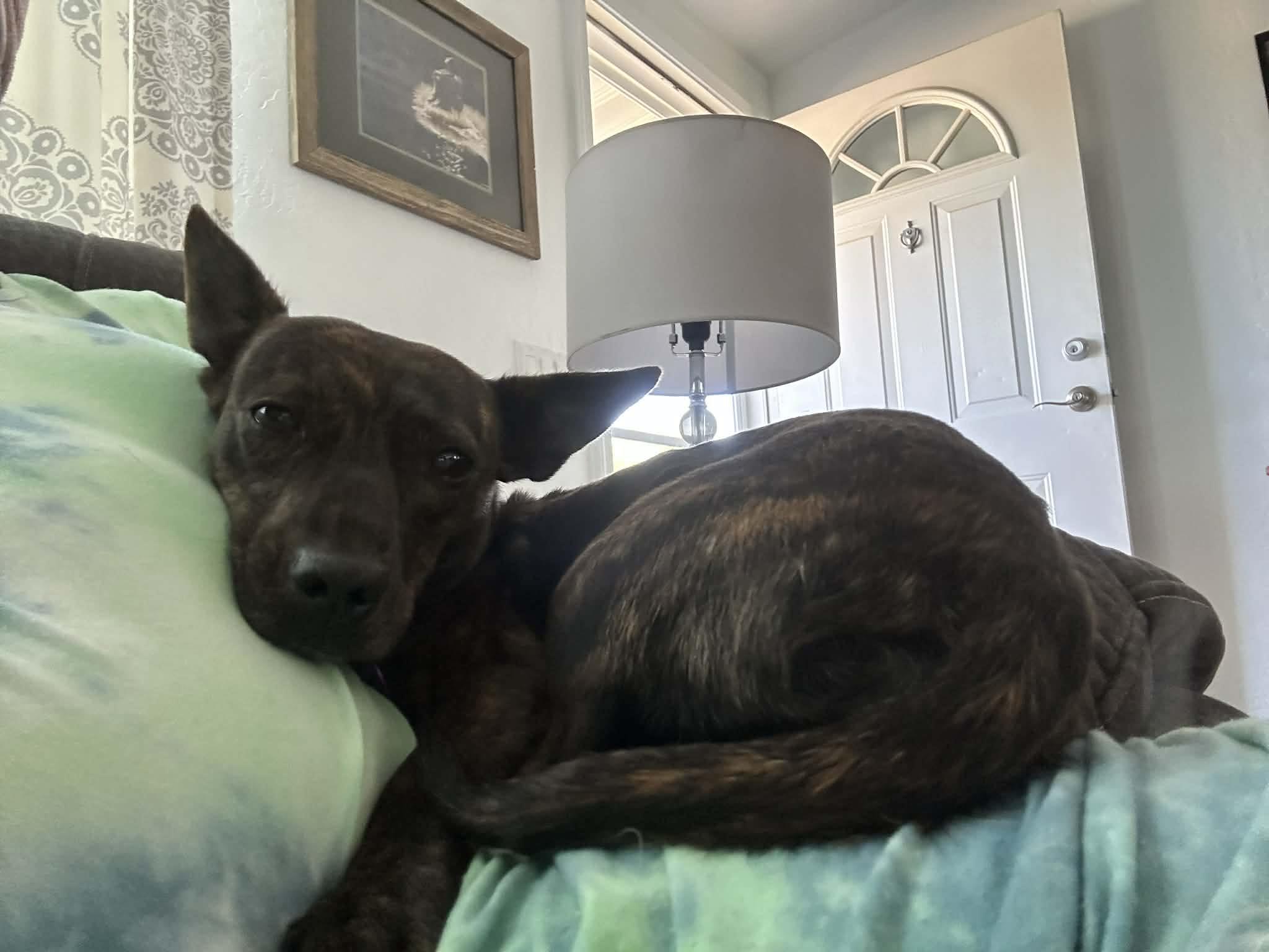 Layla, ADOPTABLE, Adult Female Chihuahua.