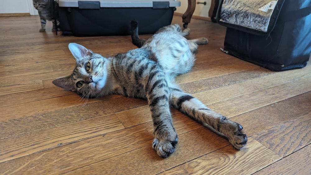 Enlarge Momma Nala, a Adoptable Domestic Short Hair in Statesville, NC image 1/4