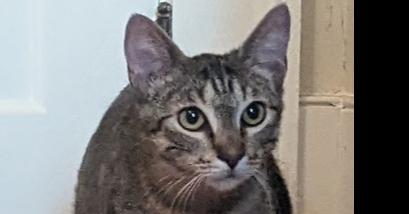 Enlarge Momma Nala, a Adoptable Domestic Short Hair in Statesville, NC image 2/4