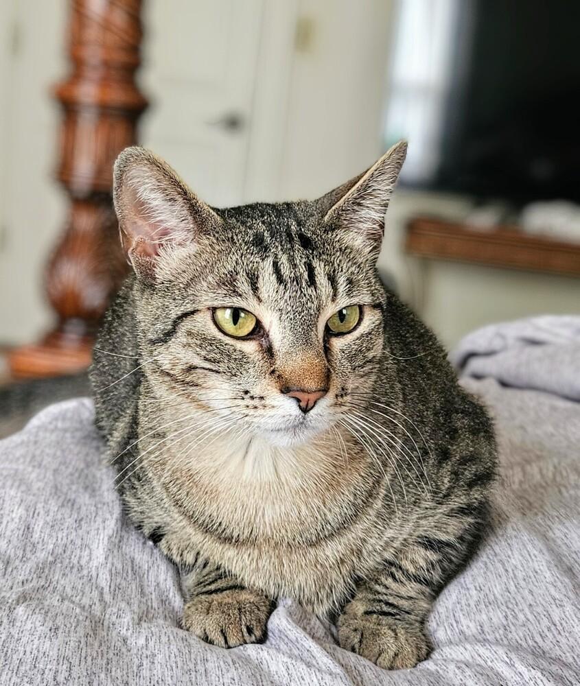 Enlarge Momma Nala, a Adoptable Domestic Short Hair in Statesville, NC image 3/4