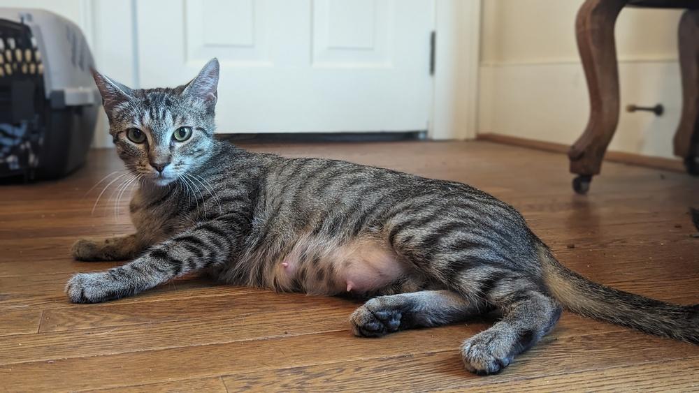 Enlarge Momma Nala, a Adoptable Domestic Short Hair in Statesville, NC image 4/4