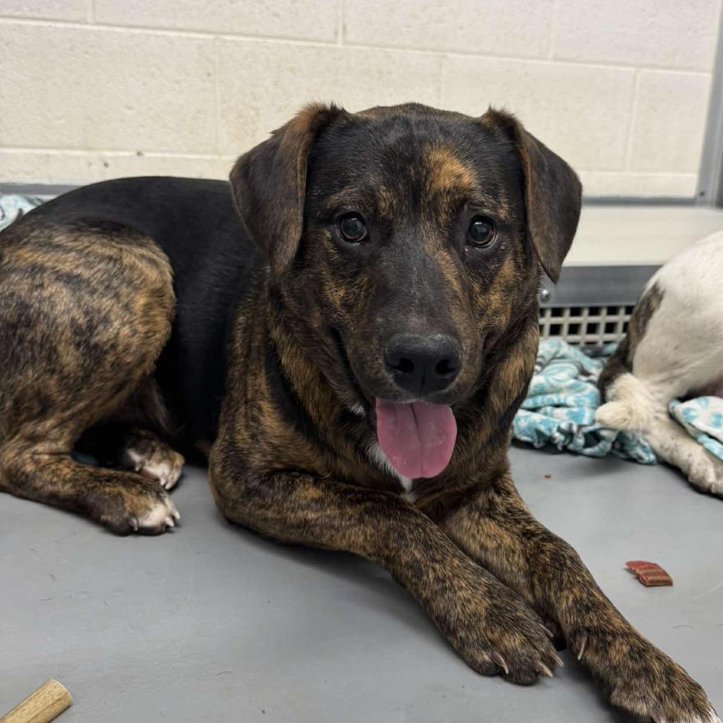 Enlarge Rocky, a Adoptable Mixed Breed in Rocky Mount, VA image 1/1