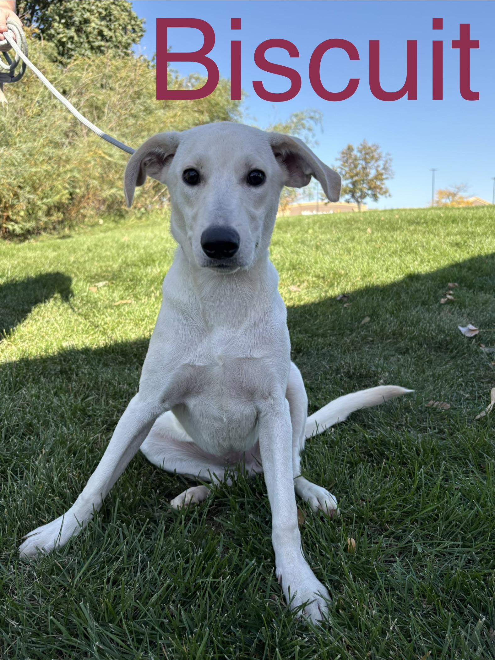 Biscuit photo