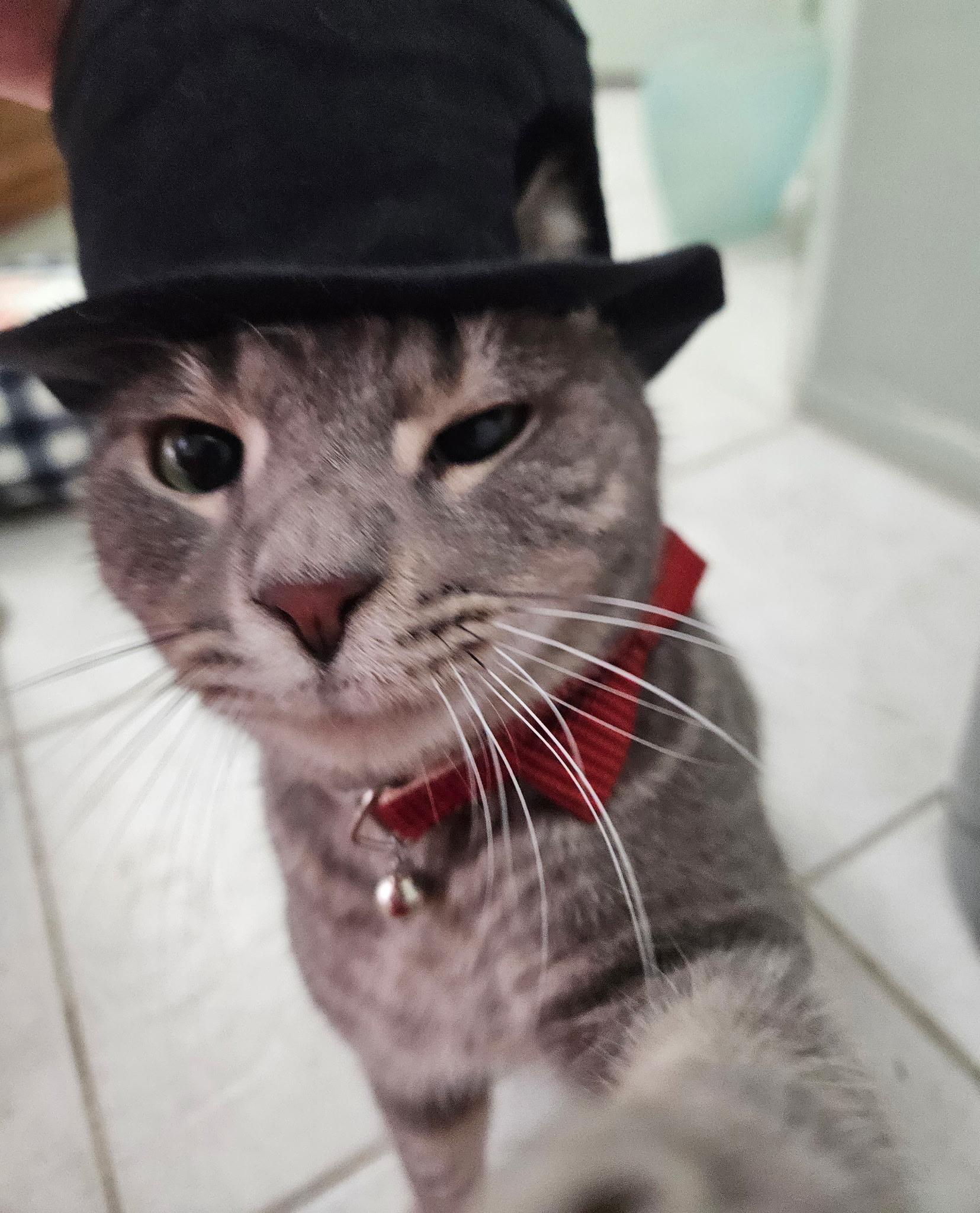 Jeffery, Adoptable, Adult Male Domestic Short Hair & Tabby.