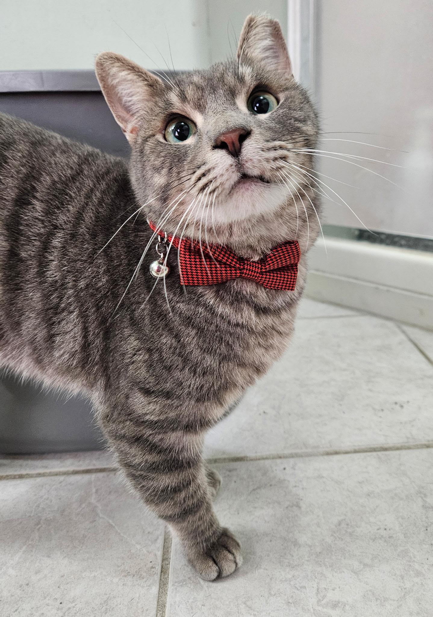 Jeffery, a Adoptable mixed breed in Mesa, AZ image 3/3