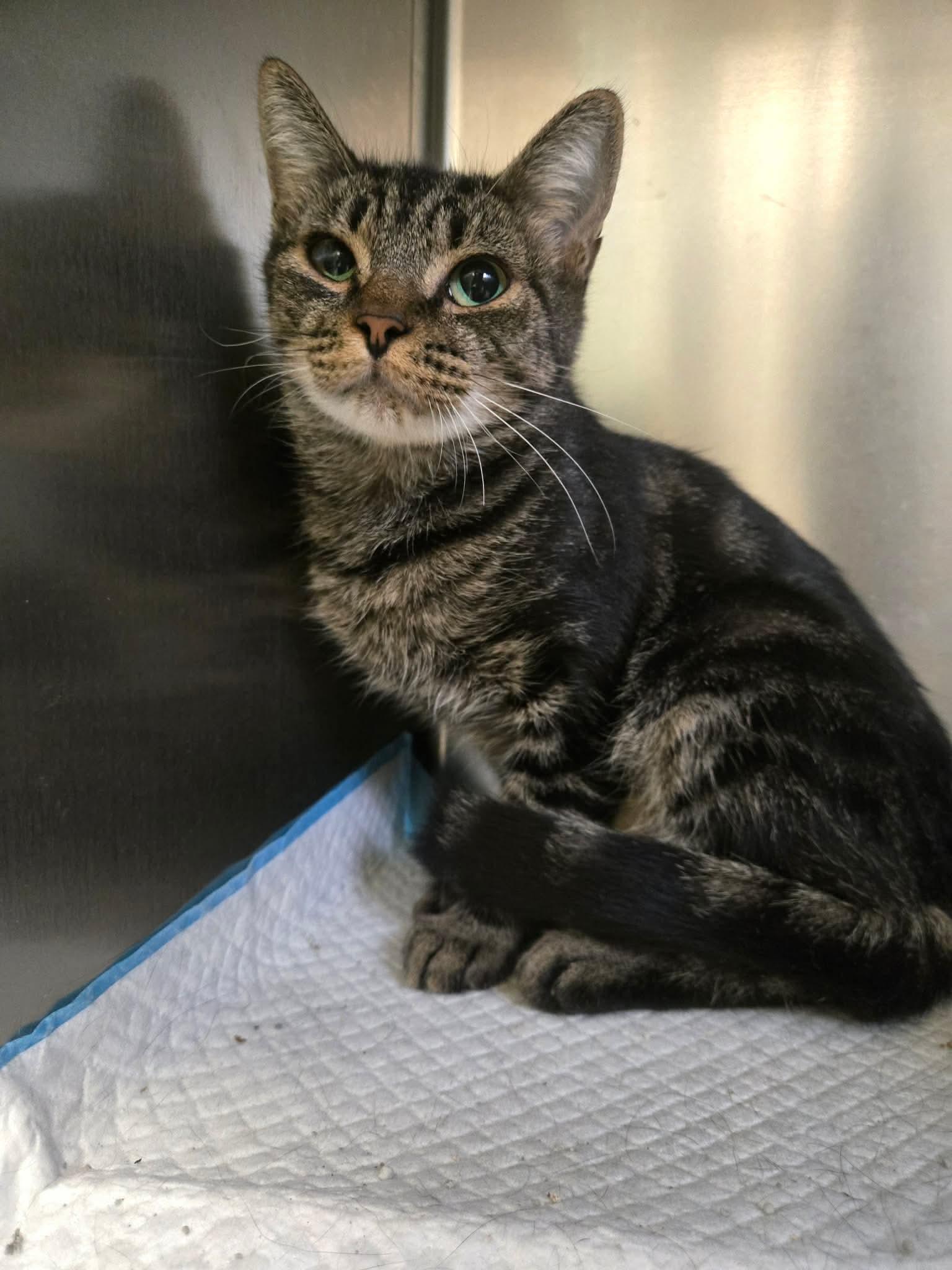 Tallulah - at Petsense Madison Hgts, ADOPTABLE, Adult Female Domestic Short Hair.
