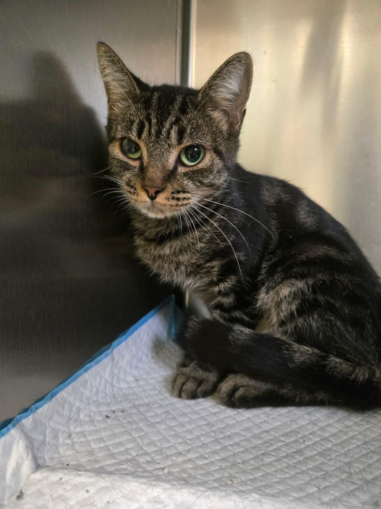 Tallulah - at Petsense Madison Hgts, a ADOPTABLE Domestic Short Hair in Amherst, VA image 2/2