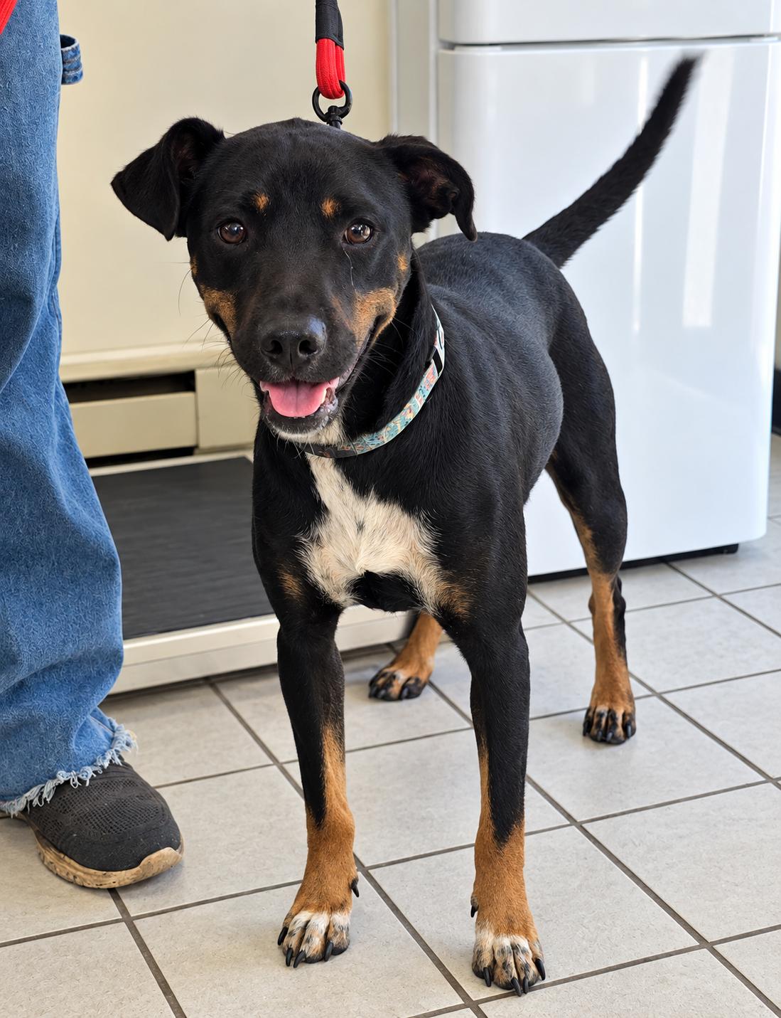 Enlarge Charlie, a Adoptable mixed breed in Grand Rapids, MI image 1/1