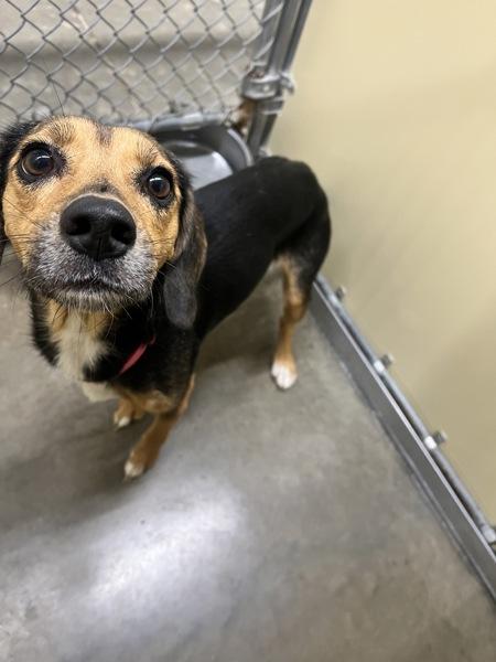 Enlarge Princess, a Adopted mixed breed in Sioux City, IA image 1/1