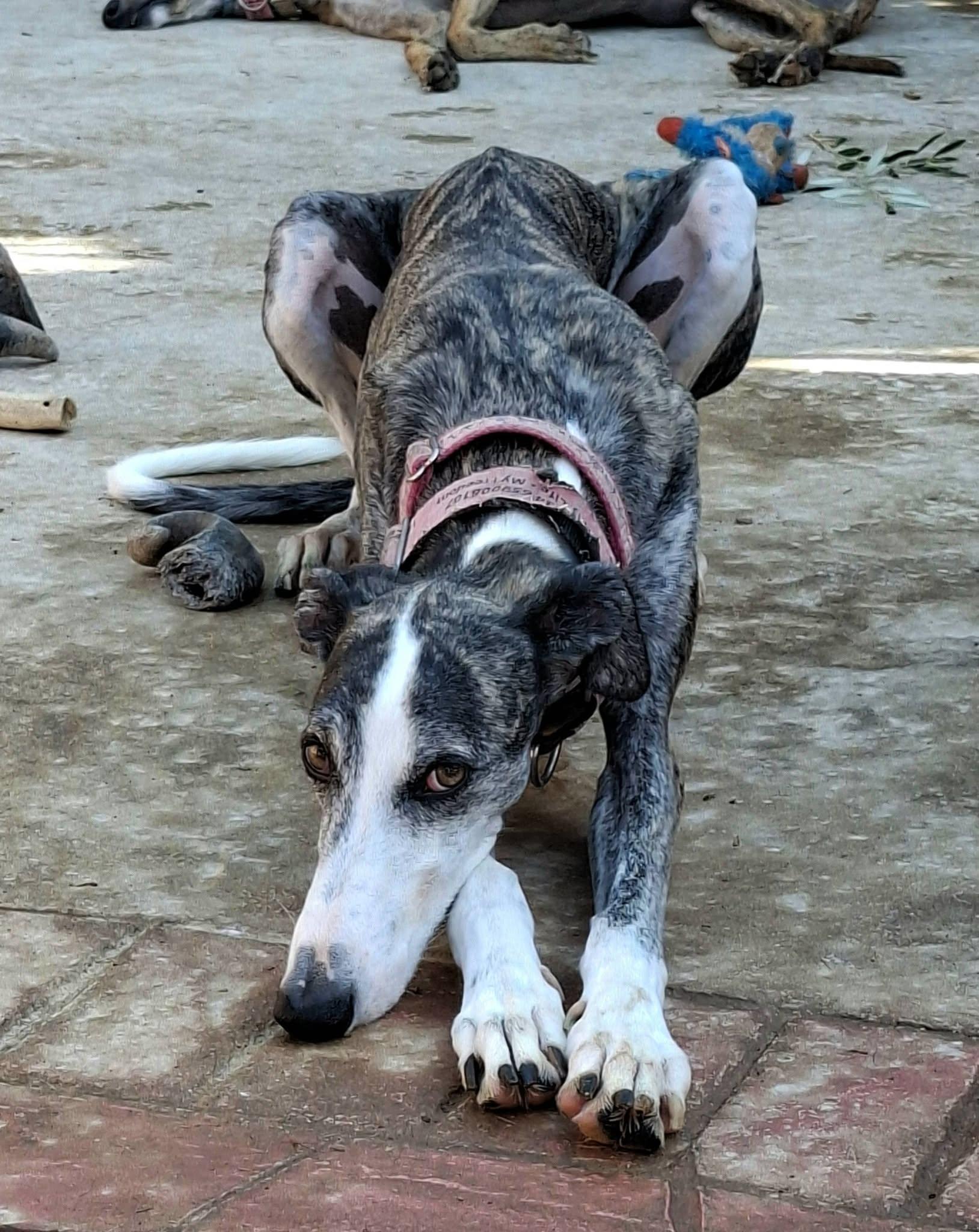 Enlarge Arkle, a Adoptable Galgo Spanish Greyhound in Winter Park, FL image 1/1