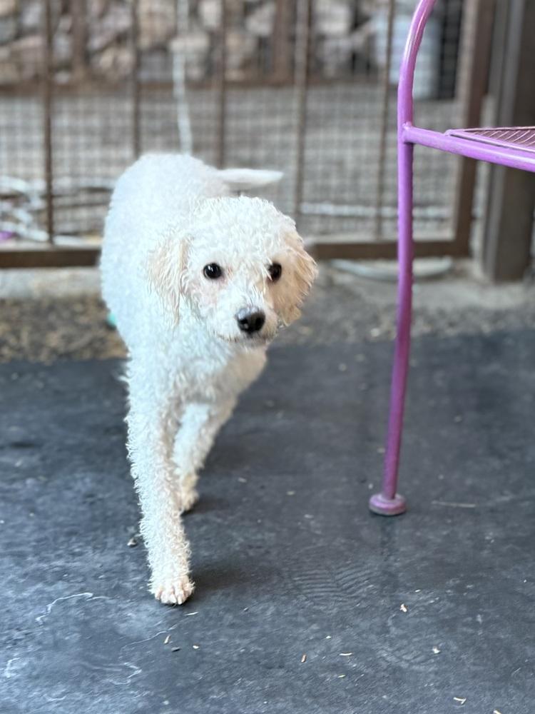 Enlarge Monet, an adopted Bichon Frise in TUCSON, AZ image 5/5
