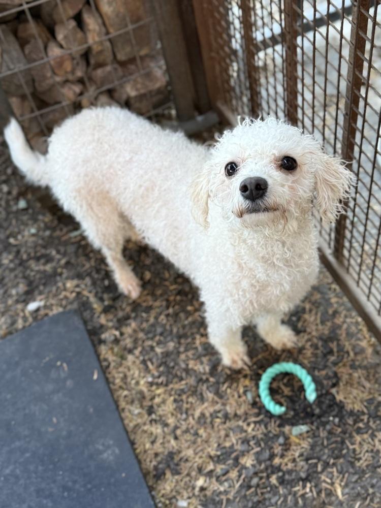 Enlarge Monet, an adopted Bichon Frise in TUCSON, AZ image 2/5