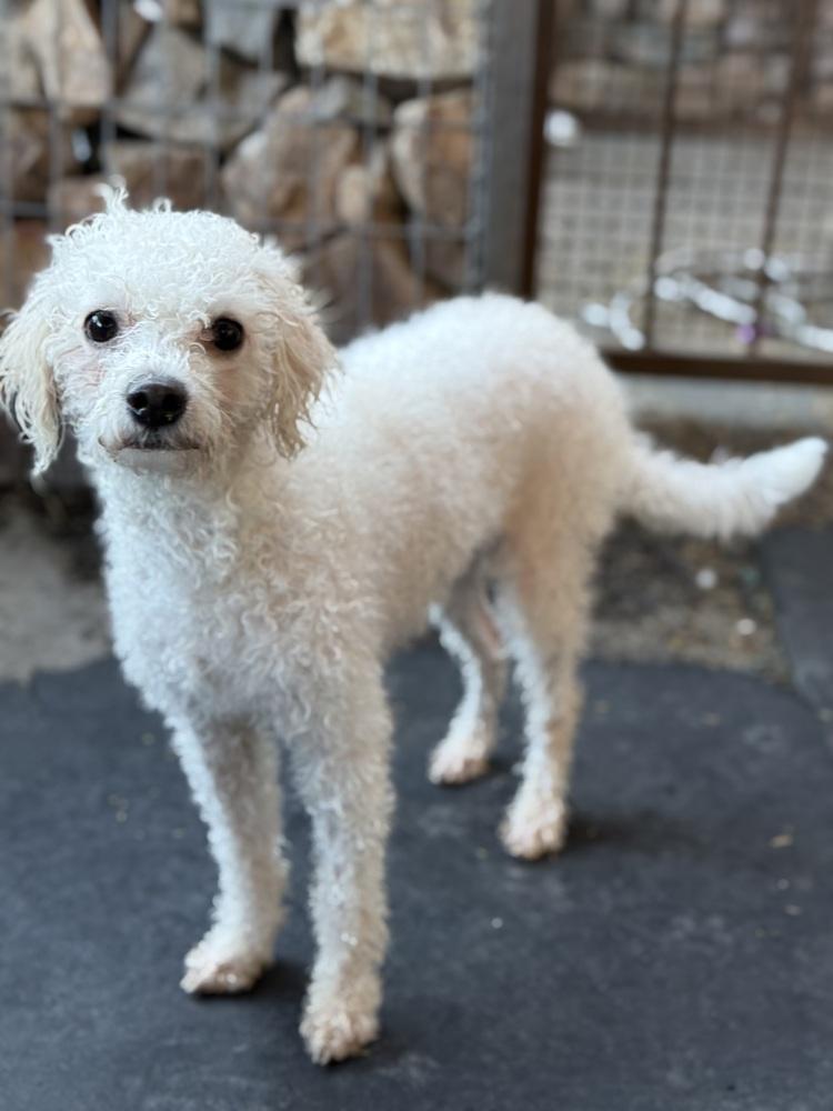 Monet, adopted, Adult Female Bichon Frise.