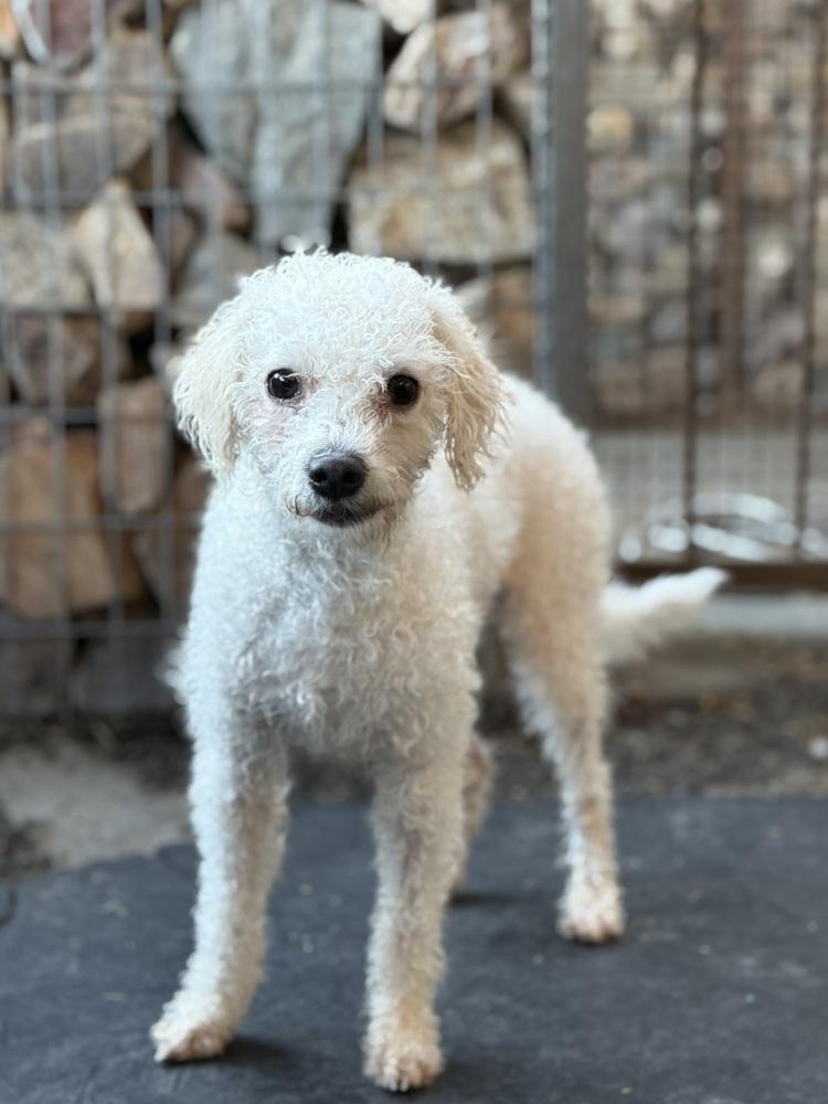 Enlarge Monet, an adopted Bichon Frise in TUCSON, AZ image 4/5
