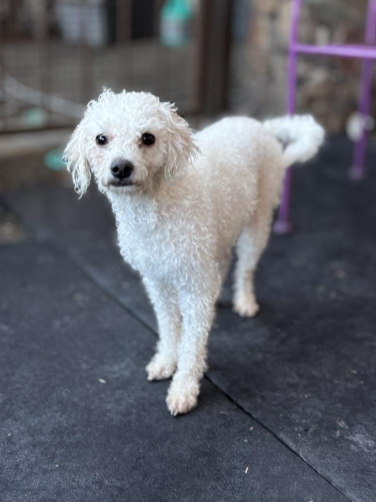 Enlarge Monet, an adopted Bichon Frise in TUCSON, AZ image 3/5