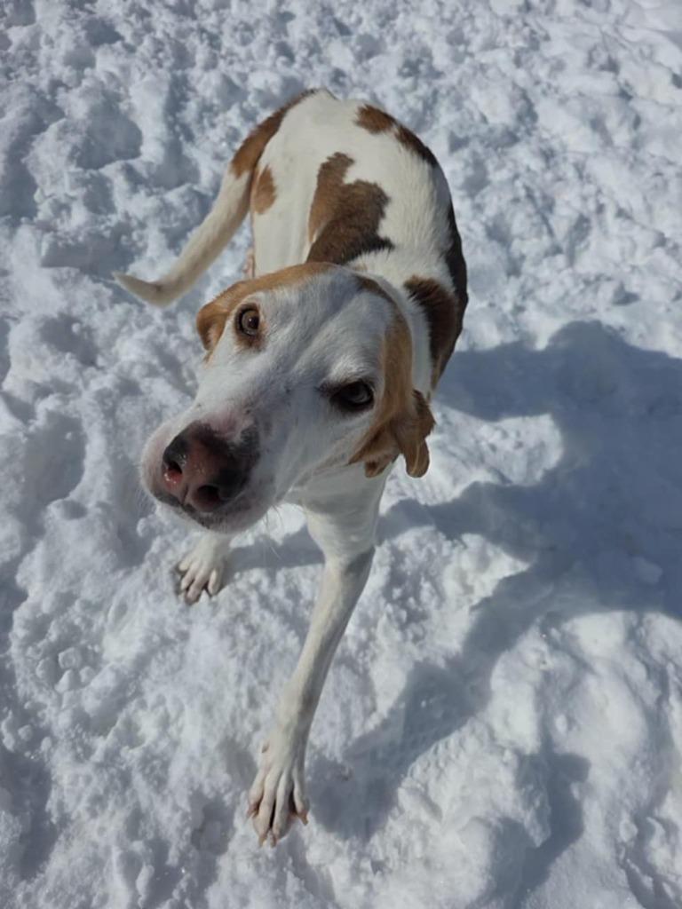 Hugh, Adopted, Senior Male Coonhound.