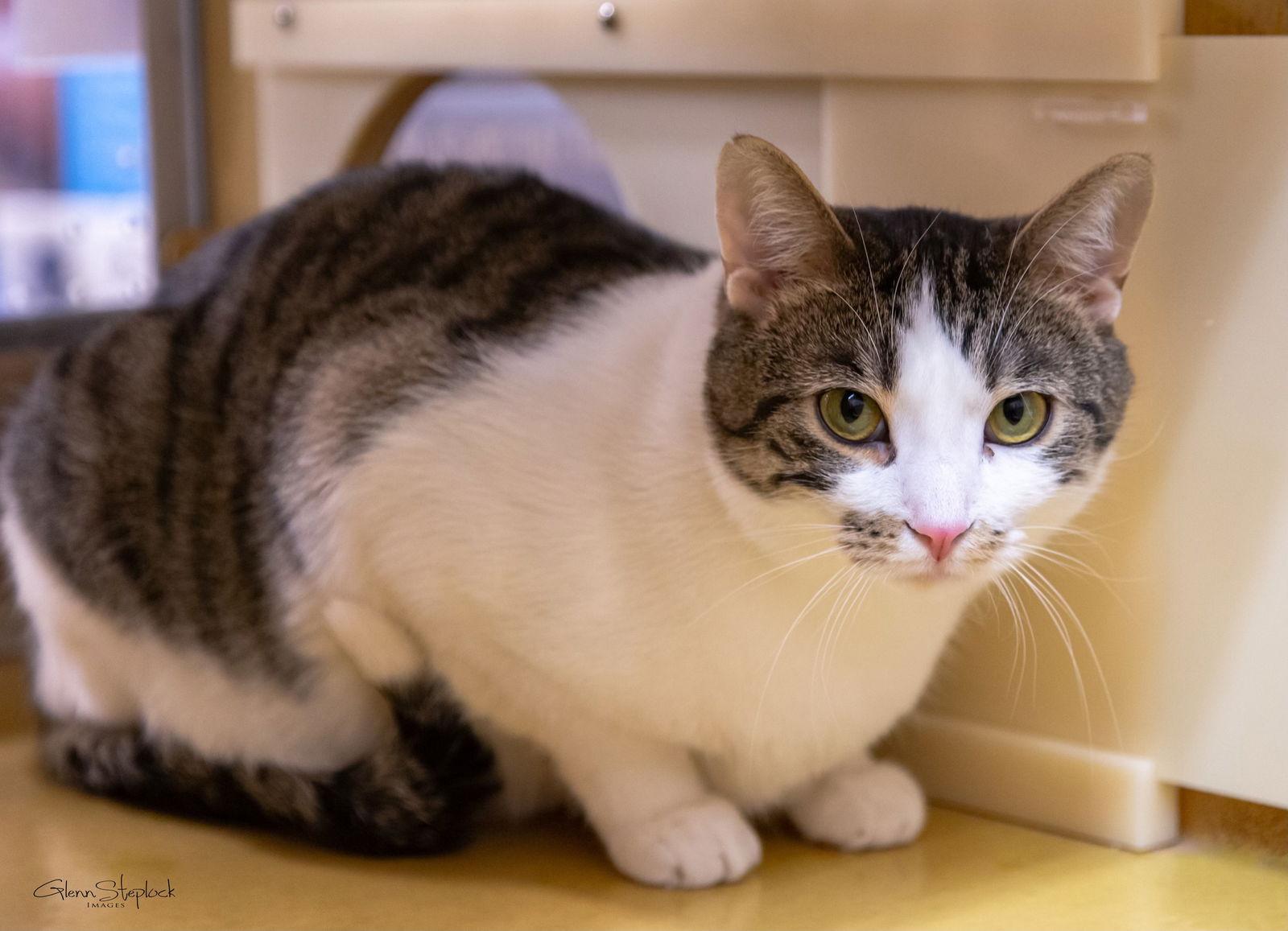 Enlarge Milo 2025, a Adoptable mixed breed in Keswick, ON image 1/3