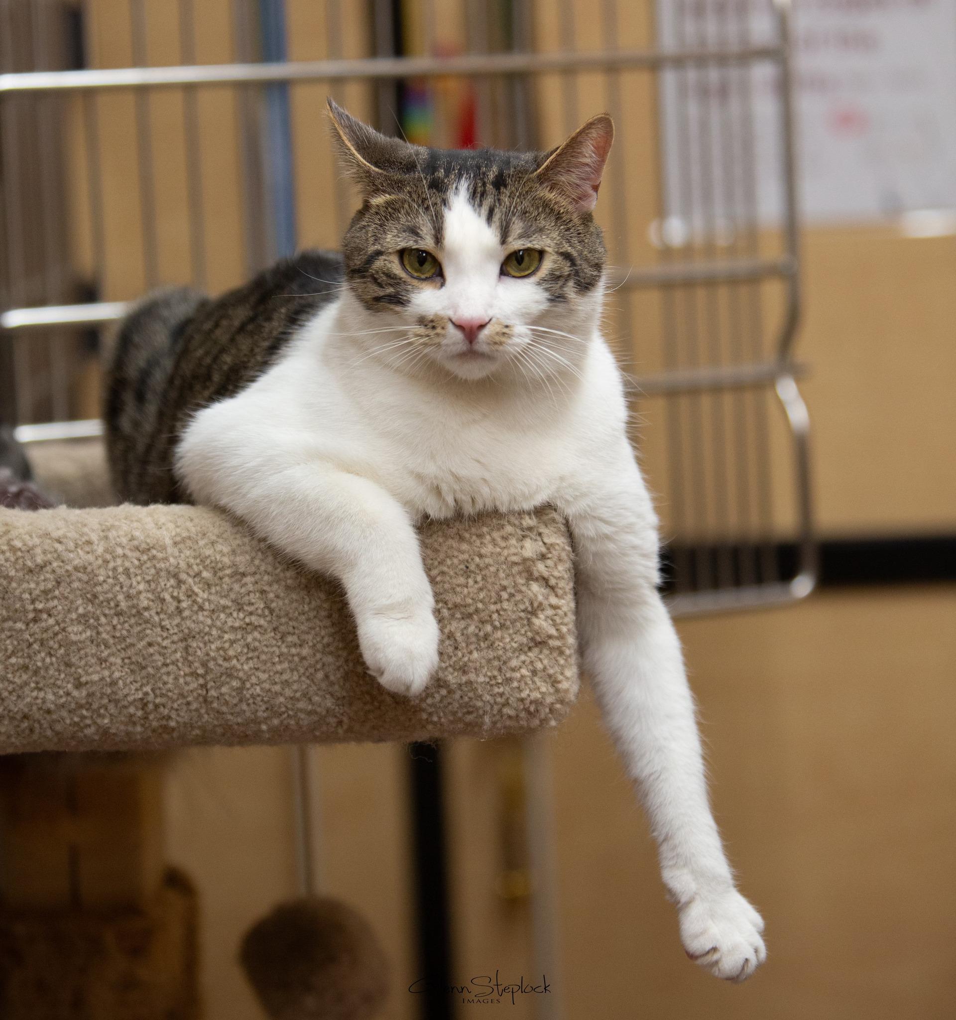 Enlarge Milo, a Adoptable Tabby in Keswick, ON image 5/6