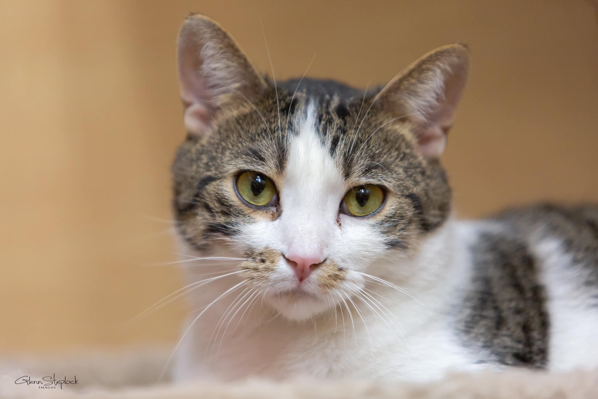 Enlarge Milo, a Adoptable Tabby in Keswick, ON image 4/6