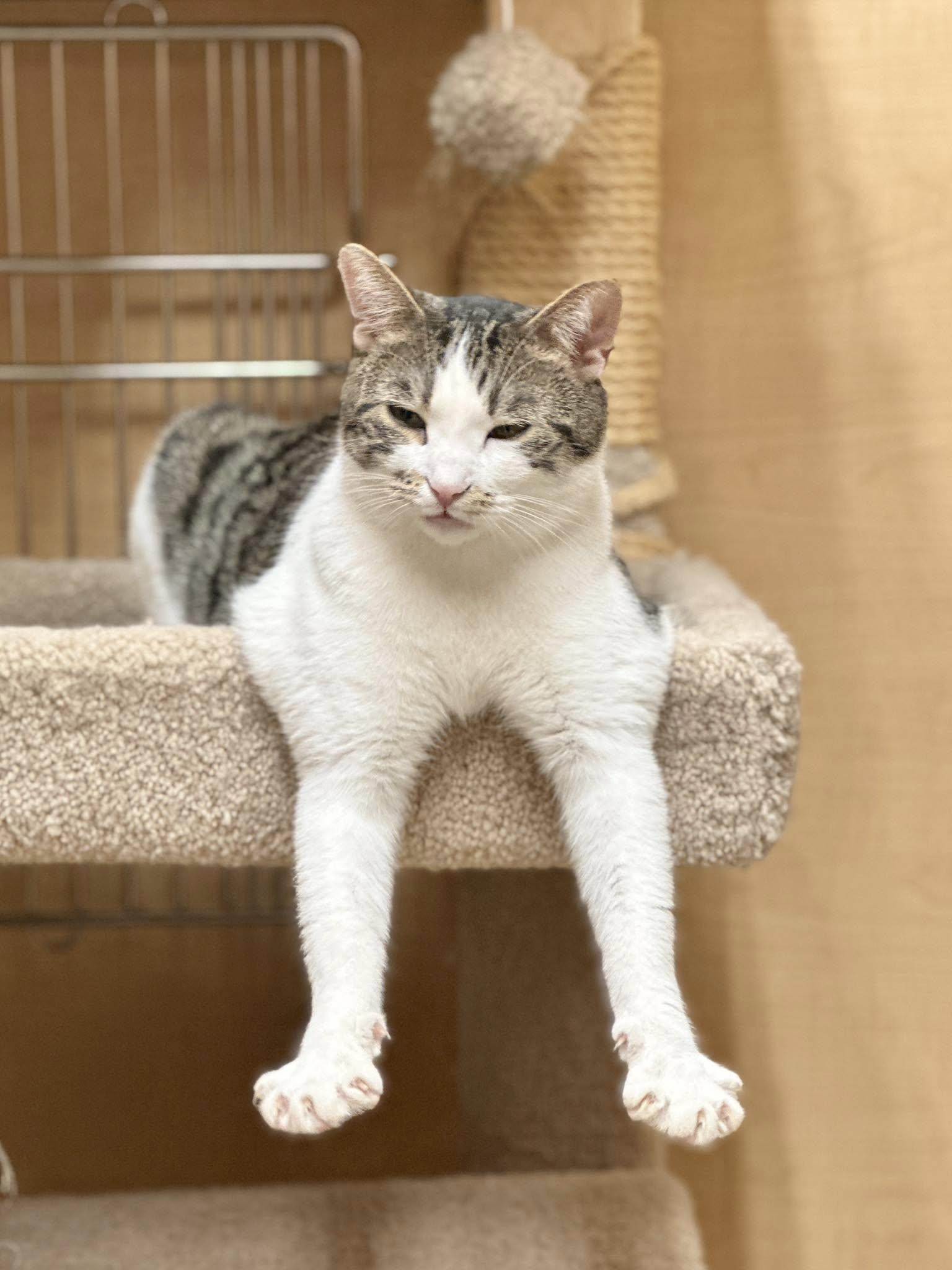 Enlarge Milo, a Adoptable Tabby in Keswick, ON image 3/6