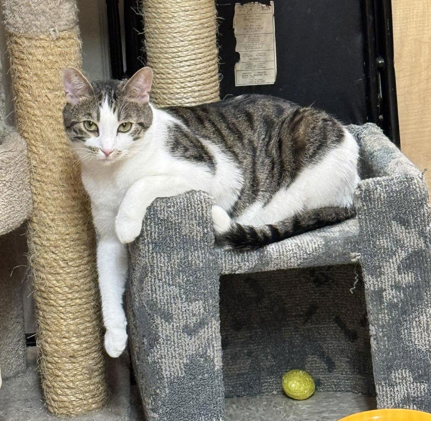 Enlarge Milo 2025, a Adoptable mixed breed in Keswick, ON image 3/3