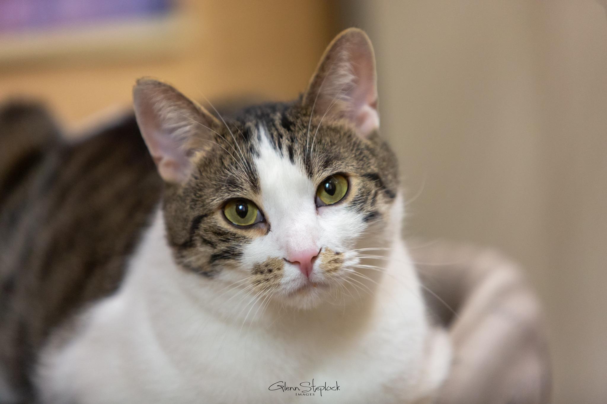 Enlarge Milo, a Adoptable Tabby in Keswick, ON image 1/6